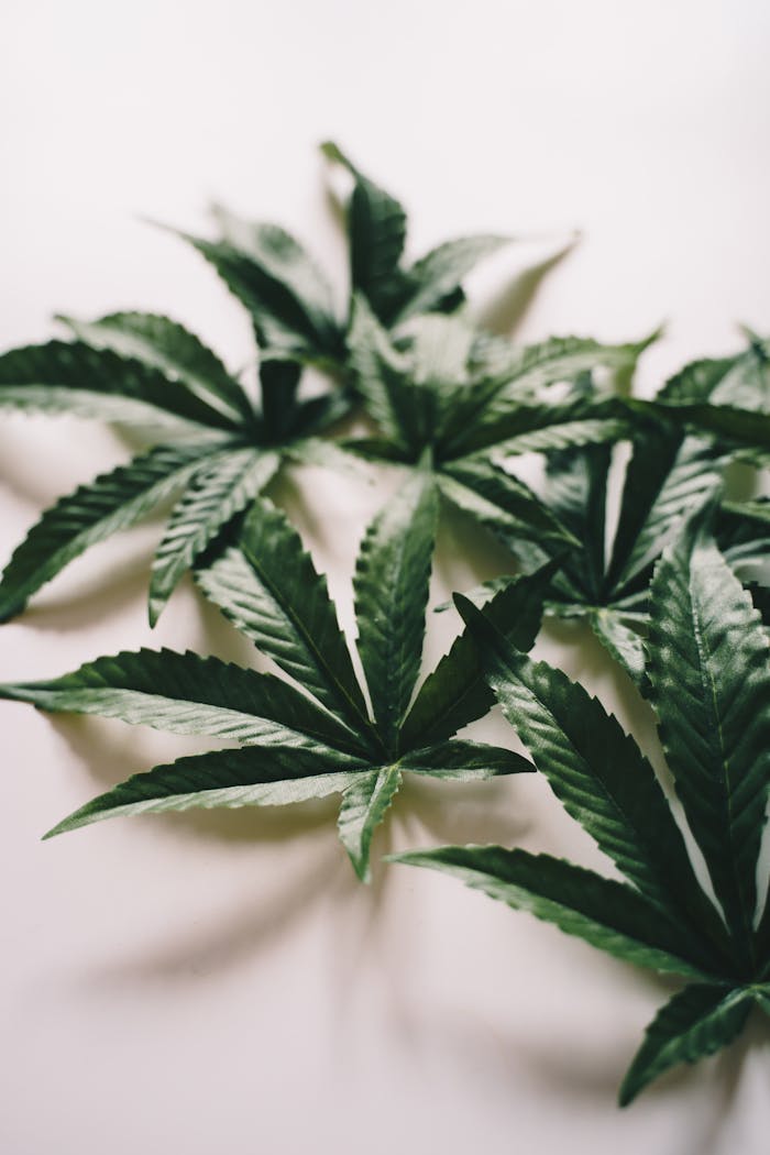 Detailed view of marijuana leaves spread against a clean backdrop, emphasizing texture.